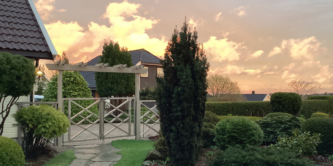 Что делать с тисом "Fastigiata"?