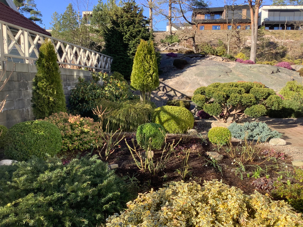 Тис подстриженный в стиле ниваки на дальнем плане справа.