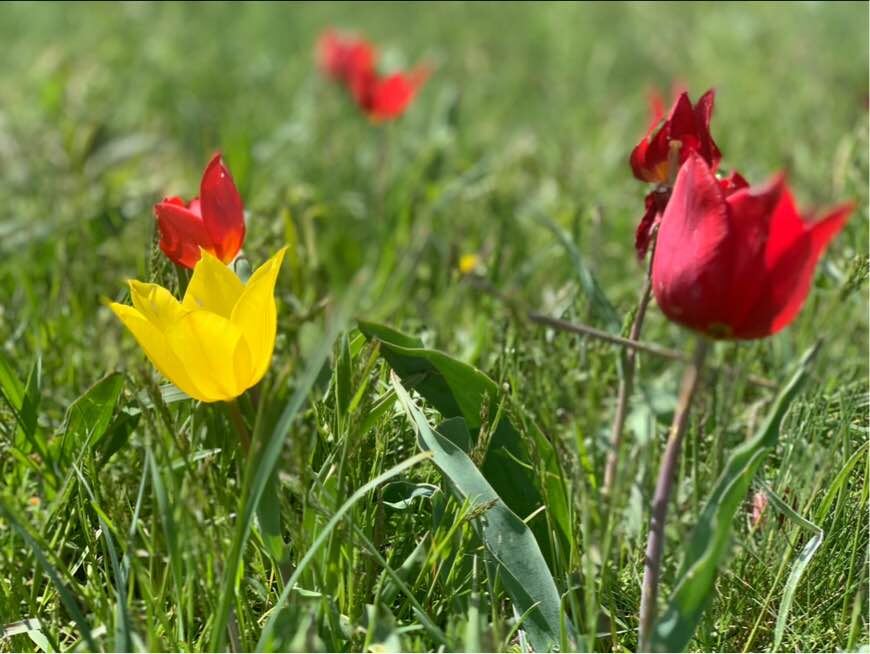 Тюльпаны в степи. Фото автора канала