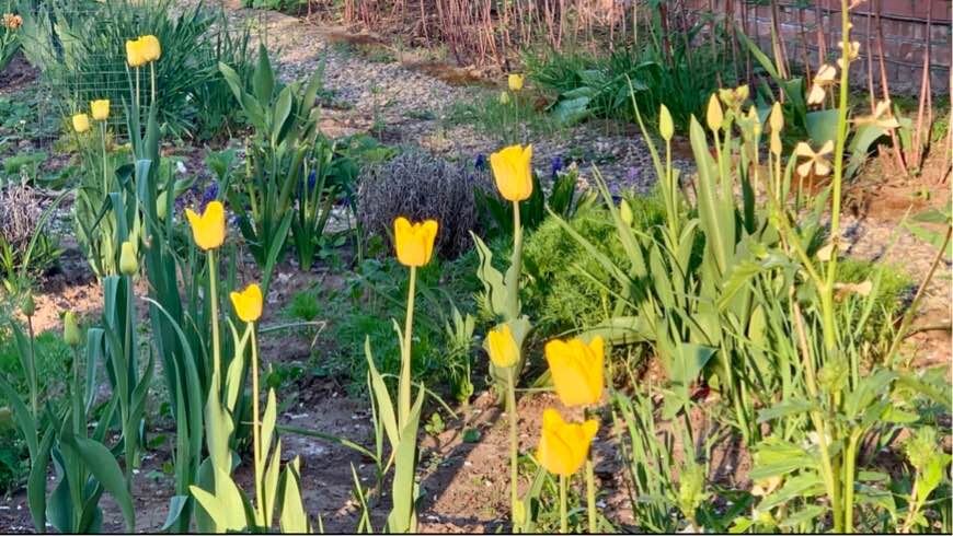 Жёлтые тюльпаны. Фото автора канала
