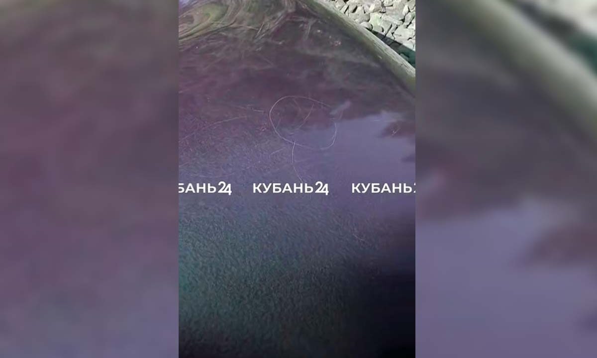    Фото «Кубань 24»