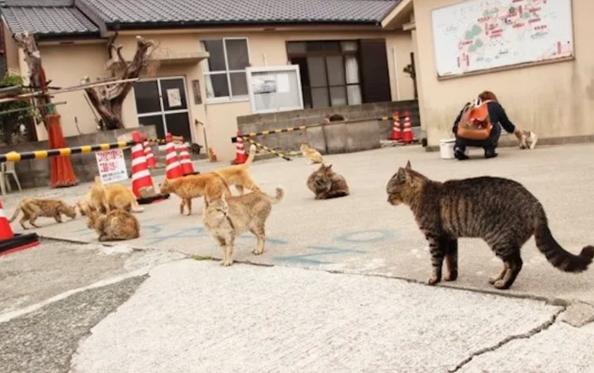 Это как котокафе, но размером с остров