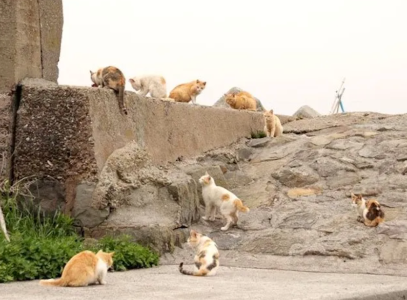 Кошки отлично чуствуют цунами, потому никогда не погибали от него во время ненастий