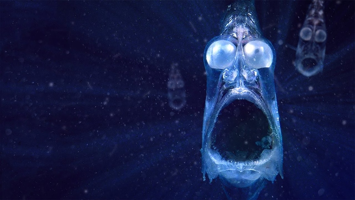    ТАЙНЫ МАРИАНСКОЙ ВПАДИНЫ Существа Которые Должны Быть Невозможны