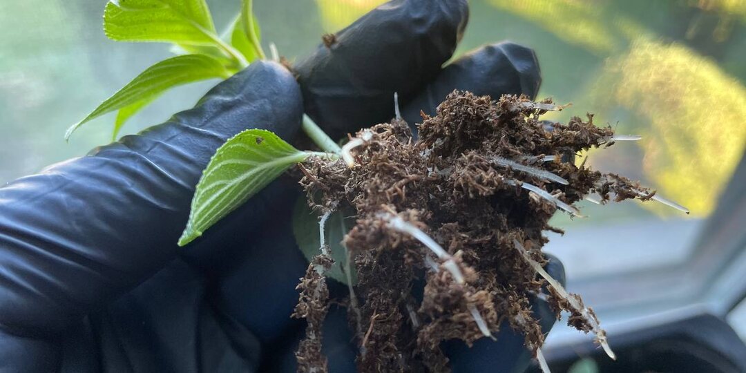 За 20 дней черенки метельчатых отрастили мощные корни без корневина и укоренились со 100%-м результатом