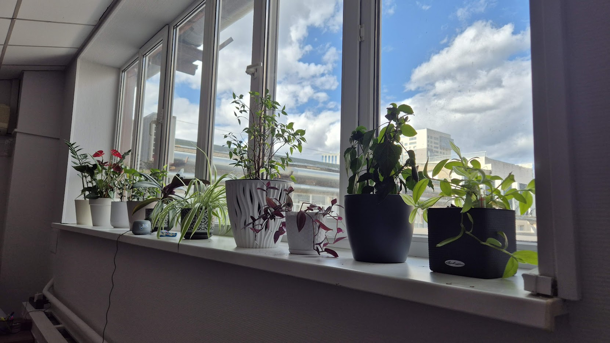 Это мои цветочки на работе