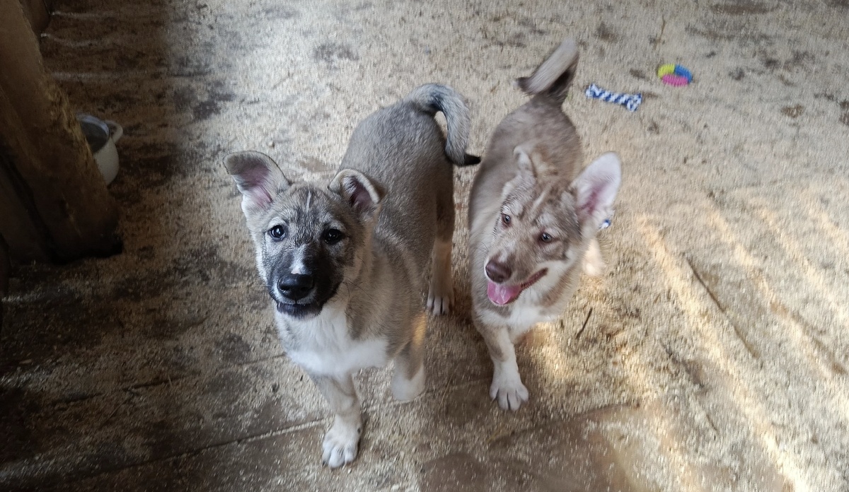 Сплошное очарование .