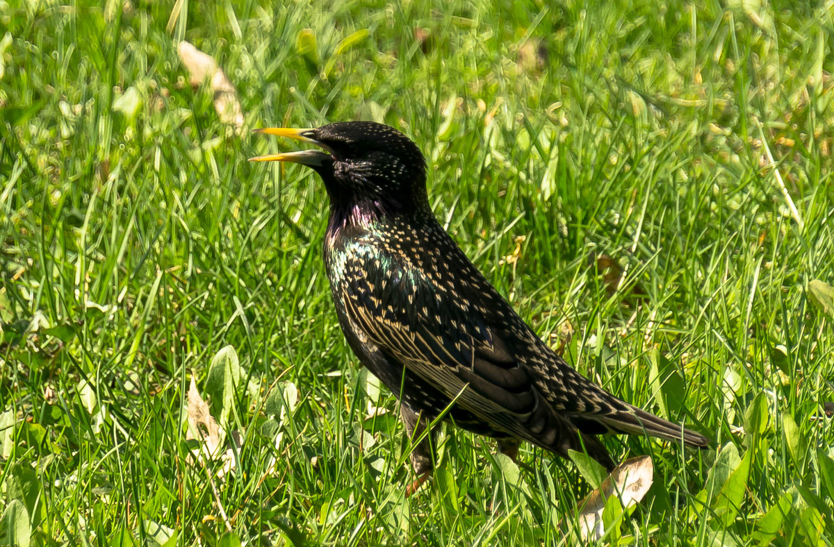 Фотоавтора