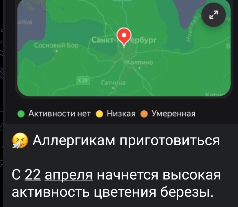 УДИВИЛАСЬ ОБЪЯВЛЕНИЮ: ОТКУДА В ПИТЕРЕ ЦВЕТУЩИЕ БЕРЁЗЫ В ТАКОМ КОЛИЧЕСТВЕ, ЧТОБЫ ВЫЗВАТЬ АЛЛЕРГИЮ?