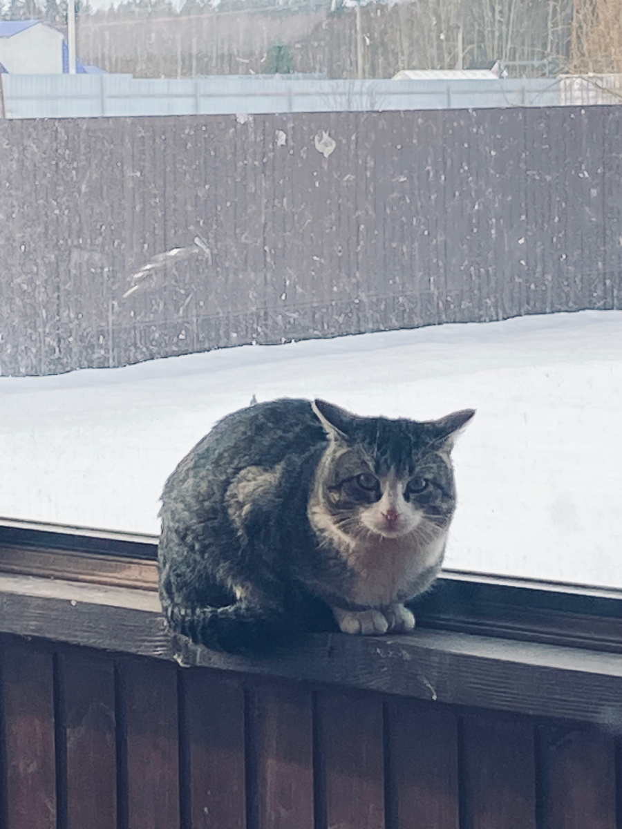 Космос, сидя на веранде, контролирует практически весь участок. Фото сделано в апреле этого года, когда неожиданно пошел снегопад.