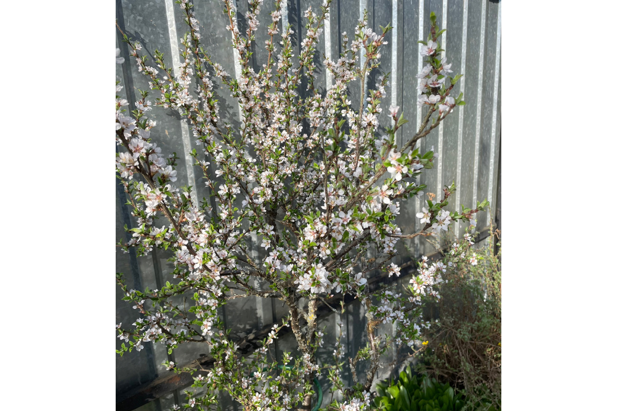                      Войлочная вишня