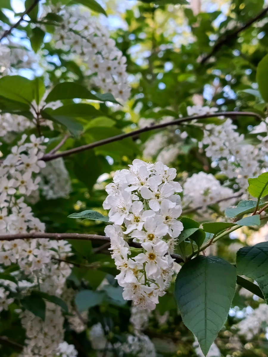 Деревья - цветут!