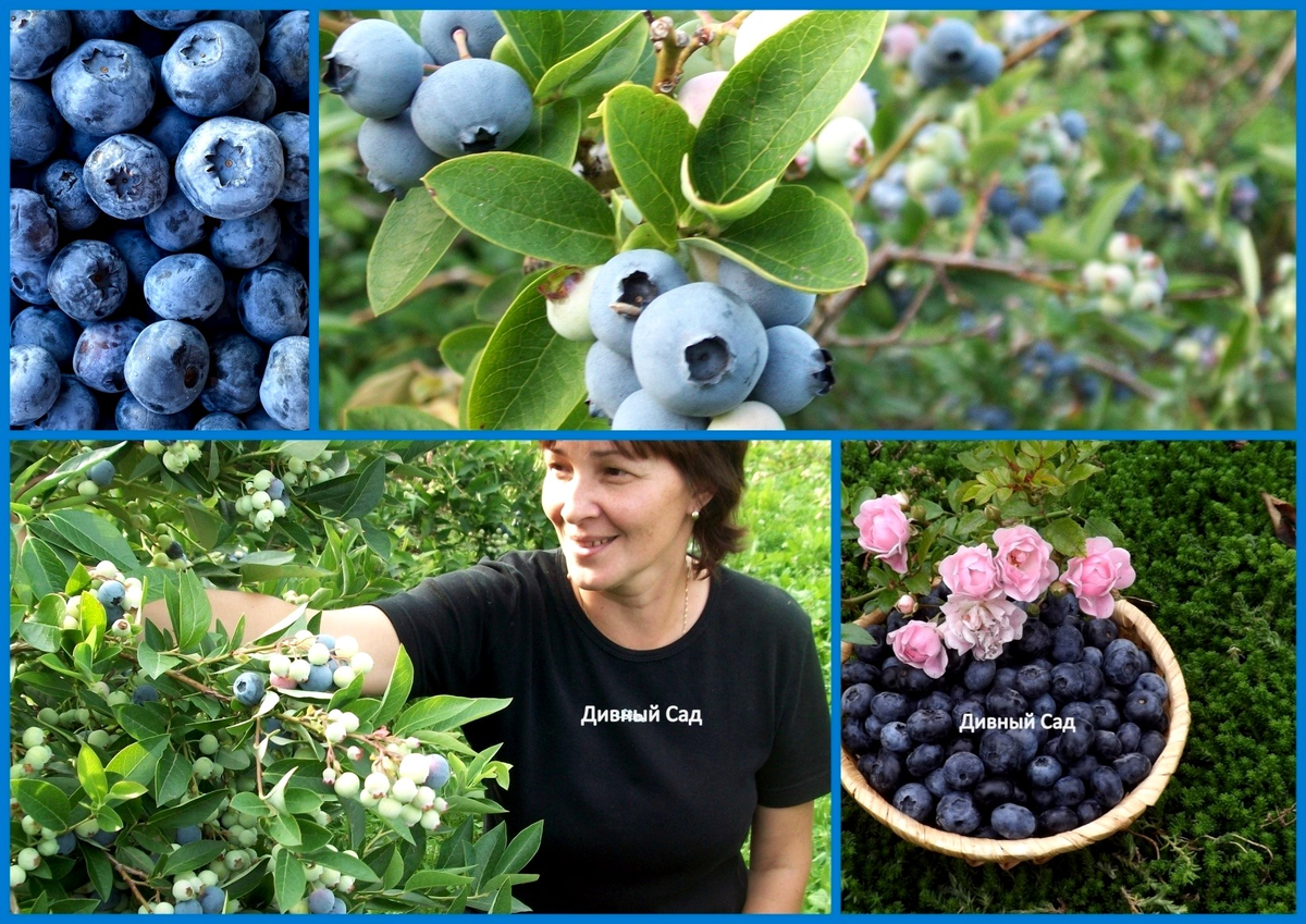 голубика в нашем саду