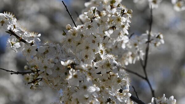    © Sputnik / Виктор Толочко