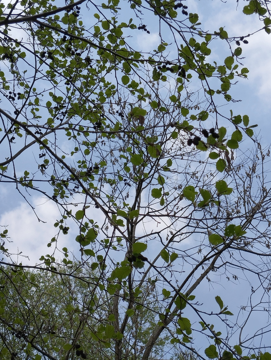 Апрель в Отрадном. 23.04.2025 г, среда. Одновременно старые прошлогодние шишки и новые свежие листочки – это так символично. И так жизнеутверждающе! ЗДЕСЬ и далее фото автора и(или) из личного архива автора, если не указано иначе.