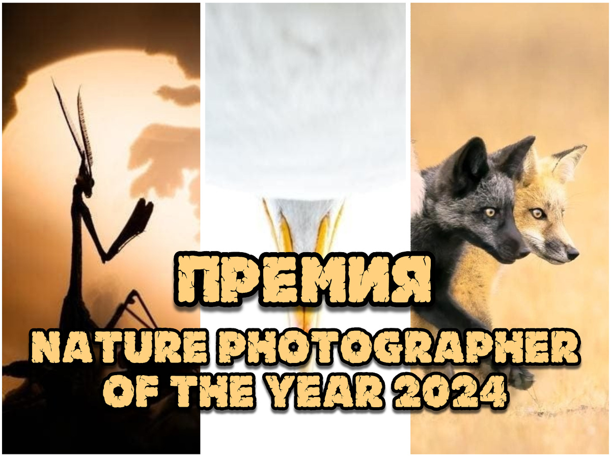 18 Фантастических Снимков С Nature Photographer Of The Year 2024