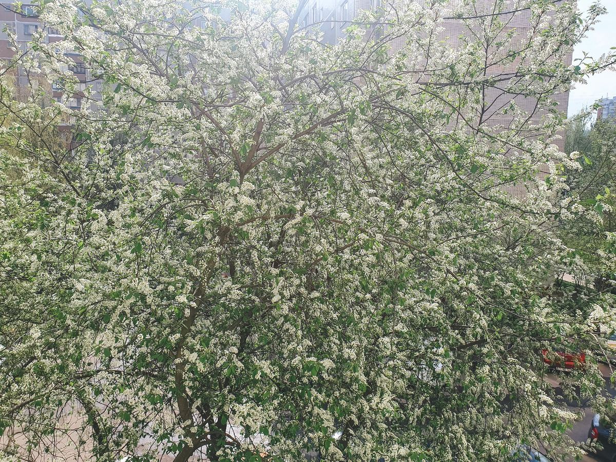 Прямо перед окнами такая красота, готовлю что-то на кухне и любуюсь белым облаком черёмухи, а запаааах... Жаль, все это ненадолго, она очень быстро отцветает у нас 