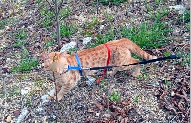 фото с портала krimi-plzen, даже морду заблюрили как преступнику)))