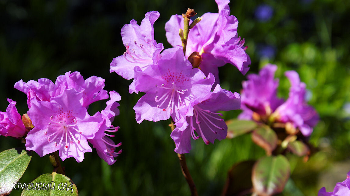 Рододенрон ПЖМ Элит цветёт