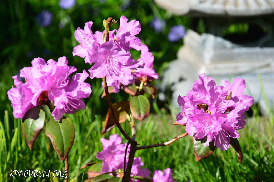 Рододенрон ПЖМ Элит в апреле