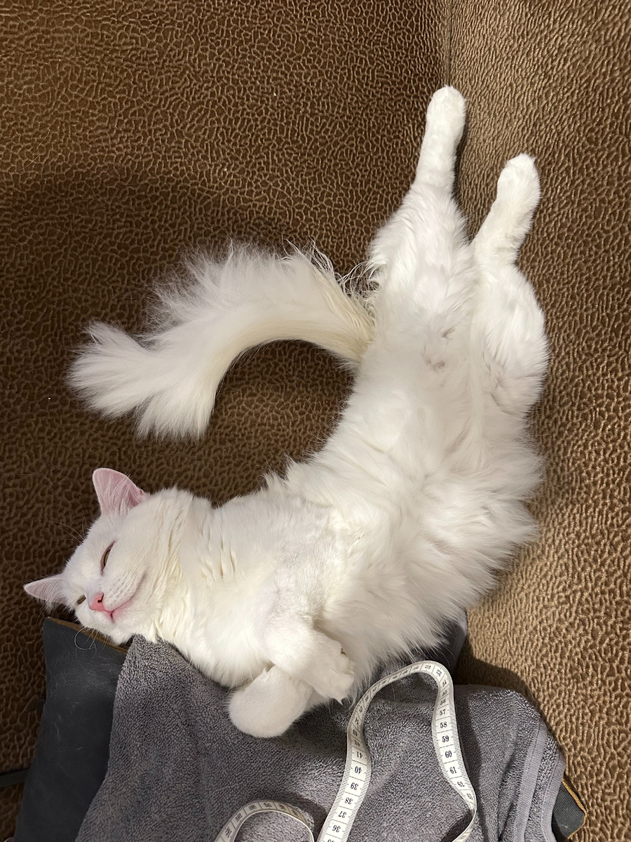 Дика обожает покрыть своей шерстью все вокруг!