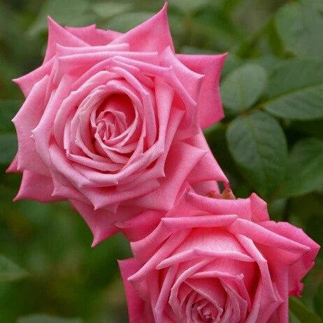 фото из открытых источников интернета