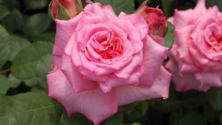 фото из открытых источников интернета