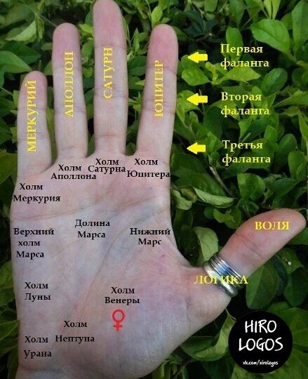 Длинная линия брака на руке. Волнистая линия брака. Хиромантия