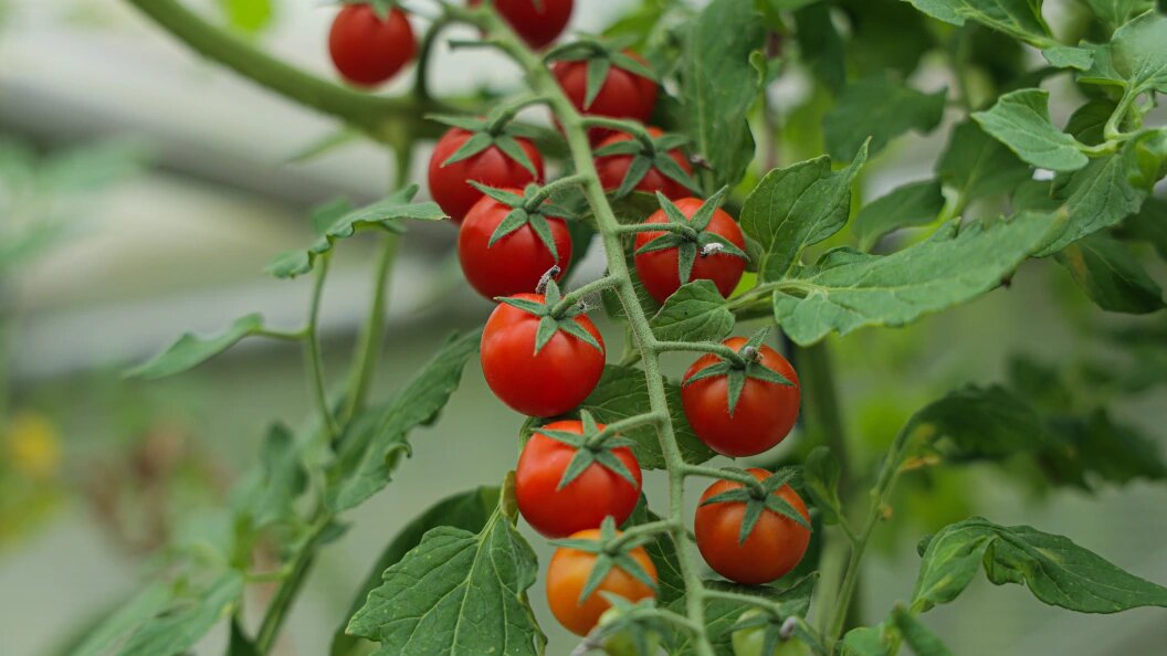    фото: Andrey Titov/Business Online