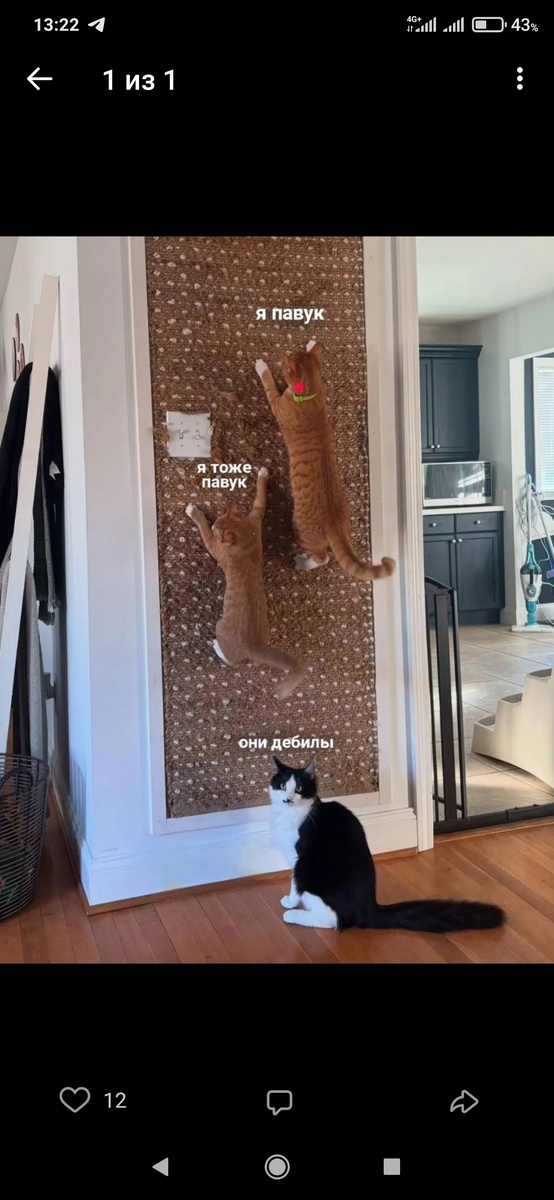 Просто мем, просто поржать