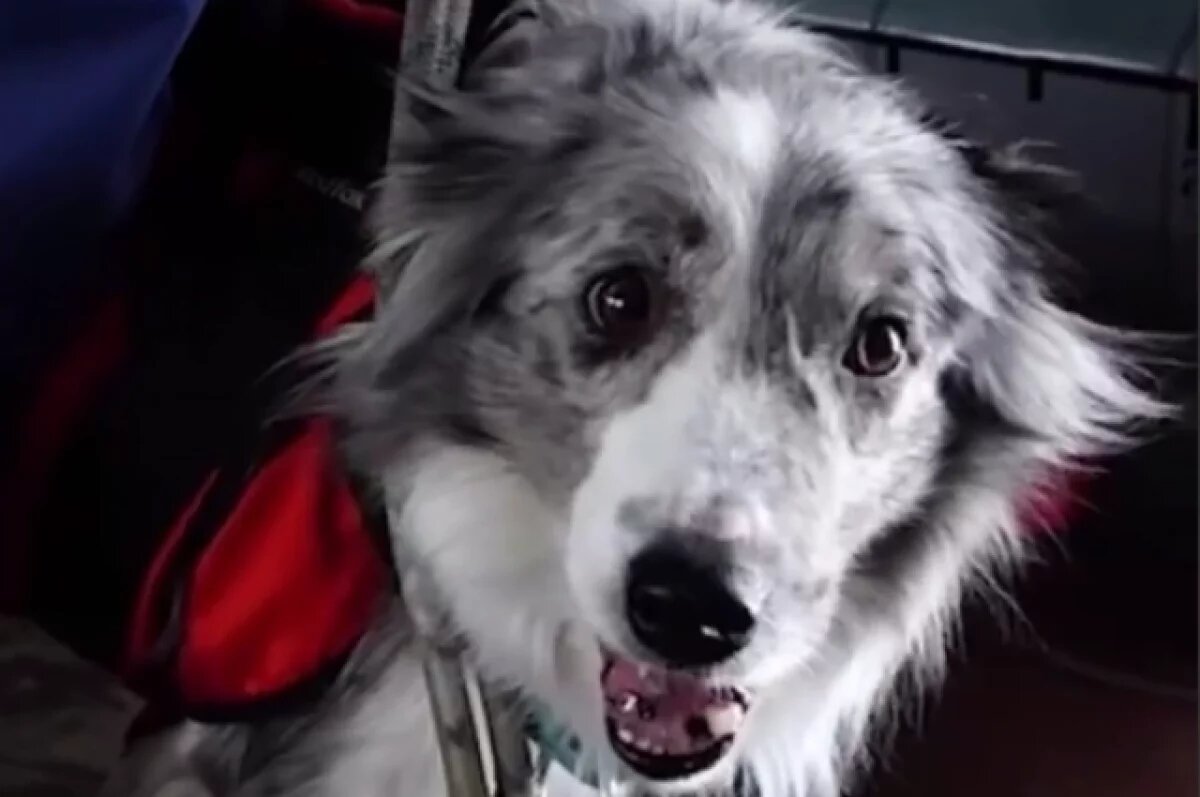    На Камчатке служебная собака десантировалась вместе со спасателями