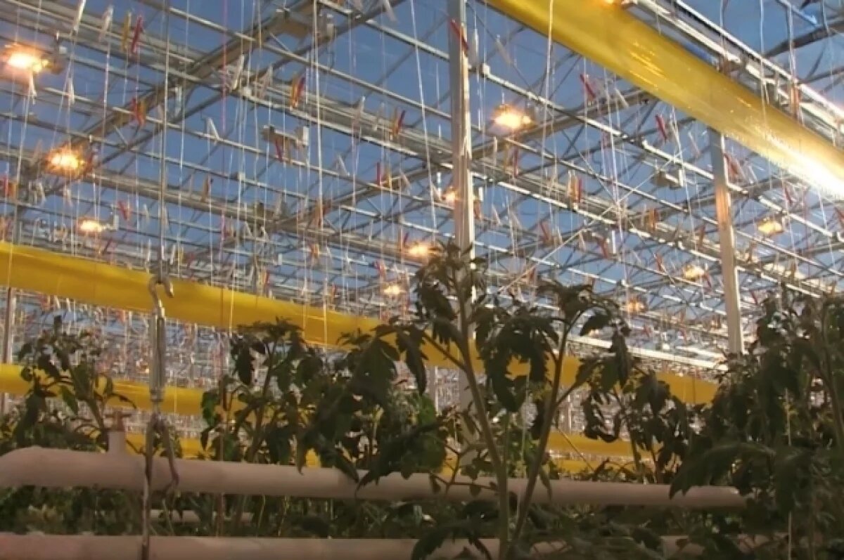    «Ростелеком» построил оптику для тепличного комплекса на Камчатке