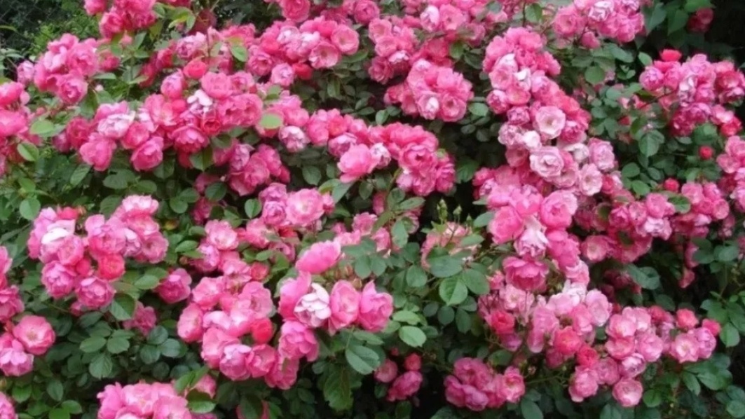 Флорибунда Ангела