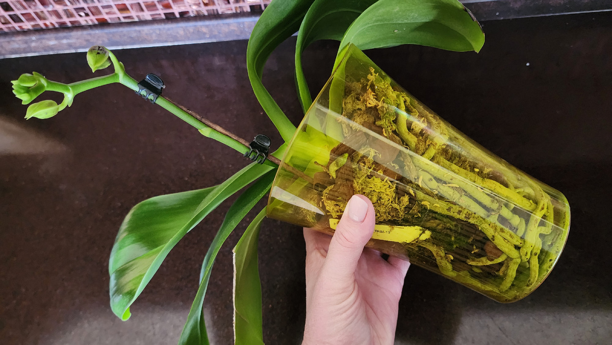 Это Яфон Блэк Роуз. Корни у нее не растут уже давно. Не пересаживаю из-за цветоноса