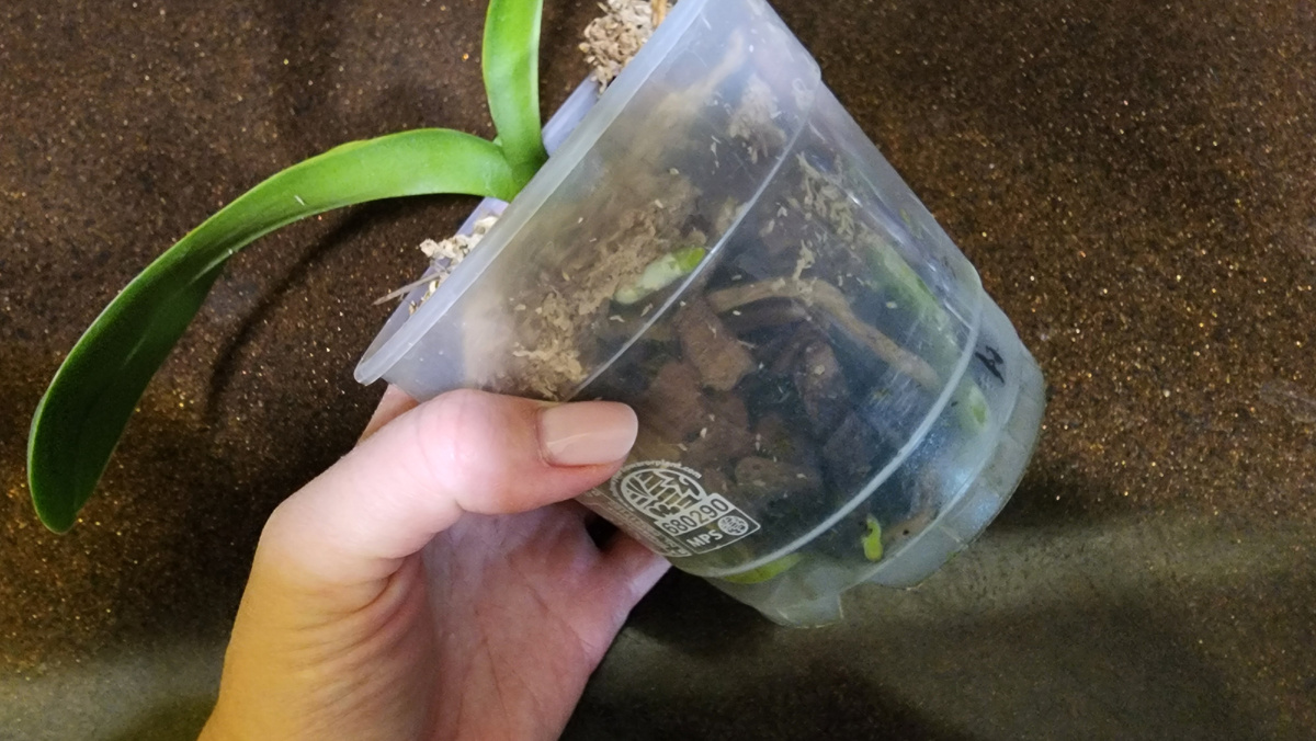 Эта уже пересажена. После пересадки еще часть корней отошла в мир иной