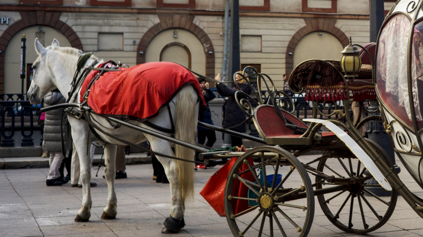    Фото: © РИА Новости/Алексей Даничев; 5-tv.ru