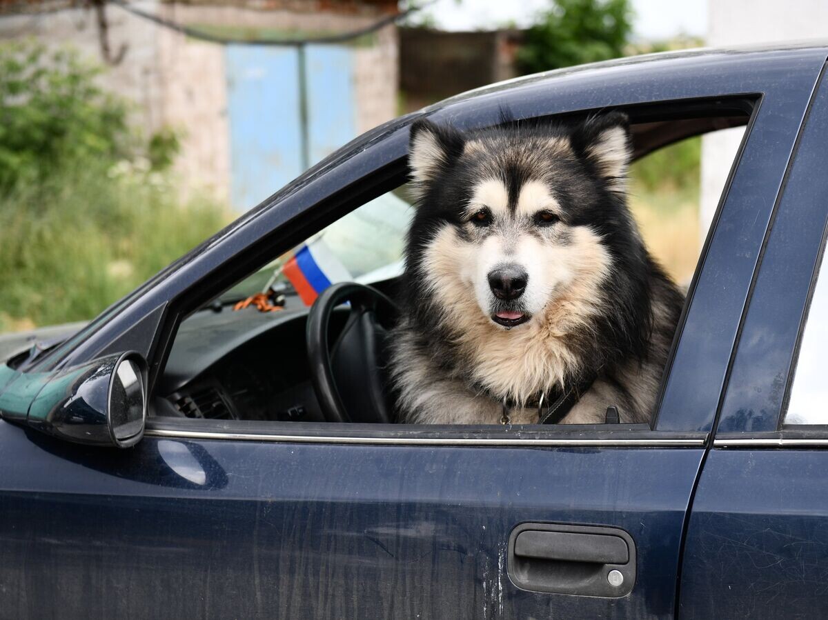    Собака в машине © РИА Новости . Павел Лисицын