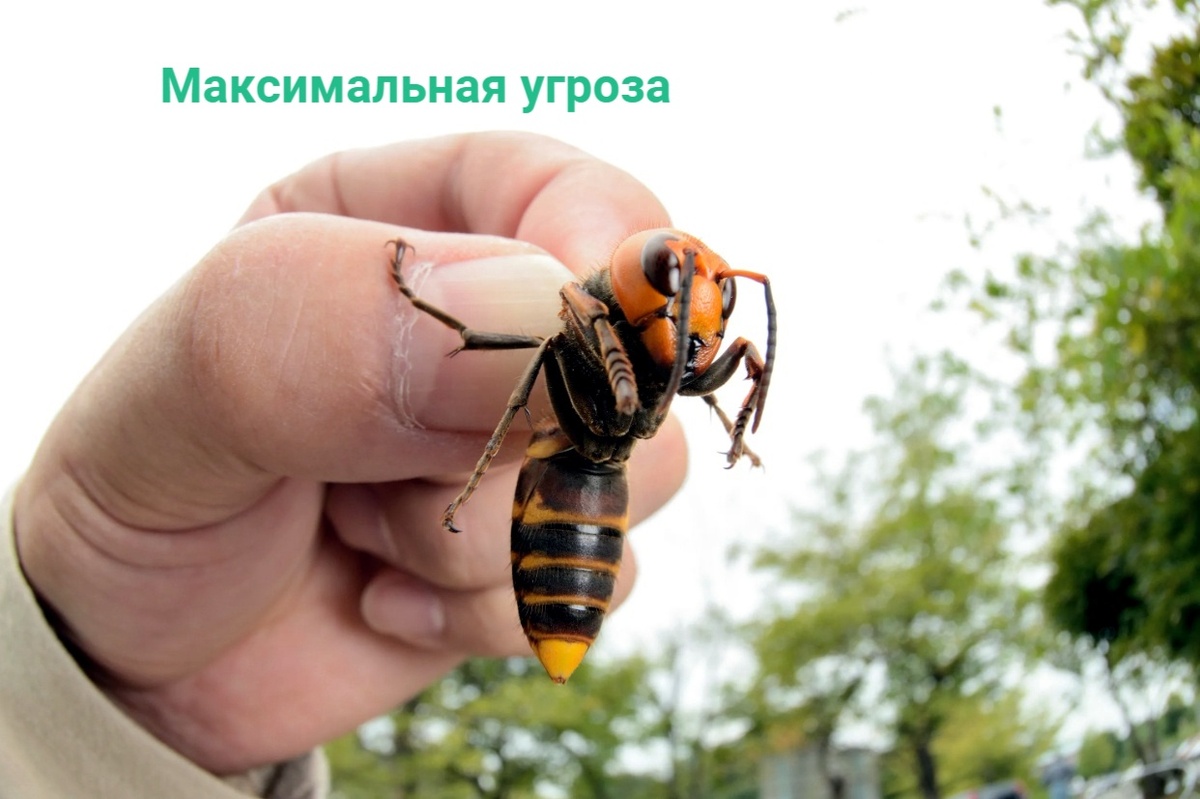 Это фотография очень тяжелая. Не из-за качества изображения, а из-за стальных нервов человека на ней.