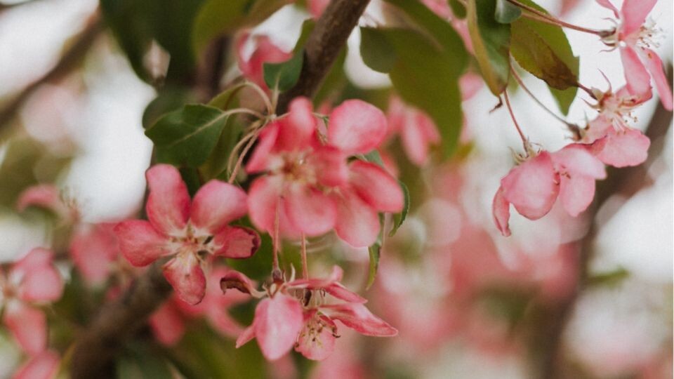    Май. Погода. Цветущая яблоня.. Источник: Анна Меньшикова