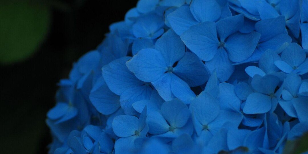 Избегаем ошибок при поливе гортензий: путь к здоровым кустарникам