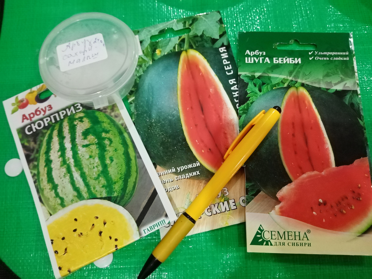 арбузы этого сезона / фото автора