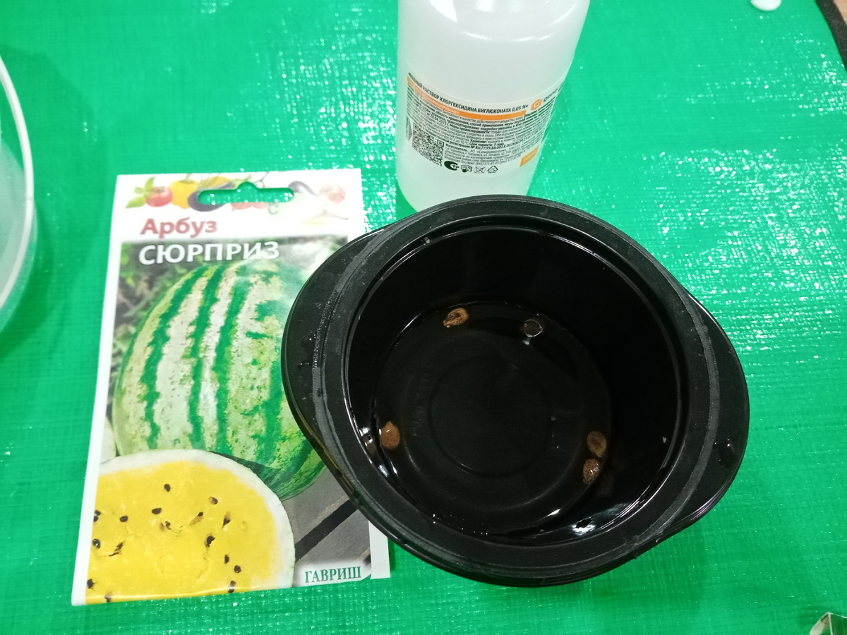 семена в хлоргекседине. фото автора