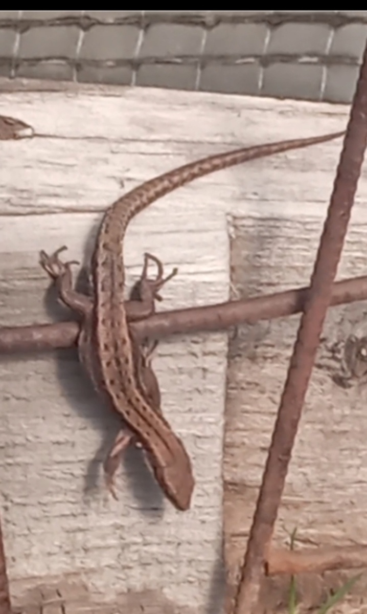 Ящерица успокоилась и вернулась в парник, а я пошла в домик кофе пить. Фото автора. 