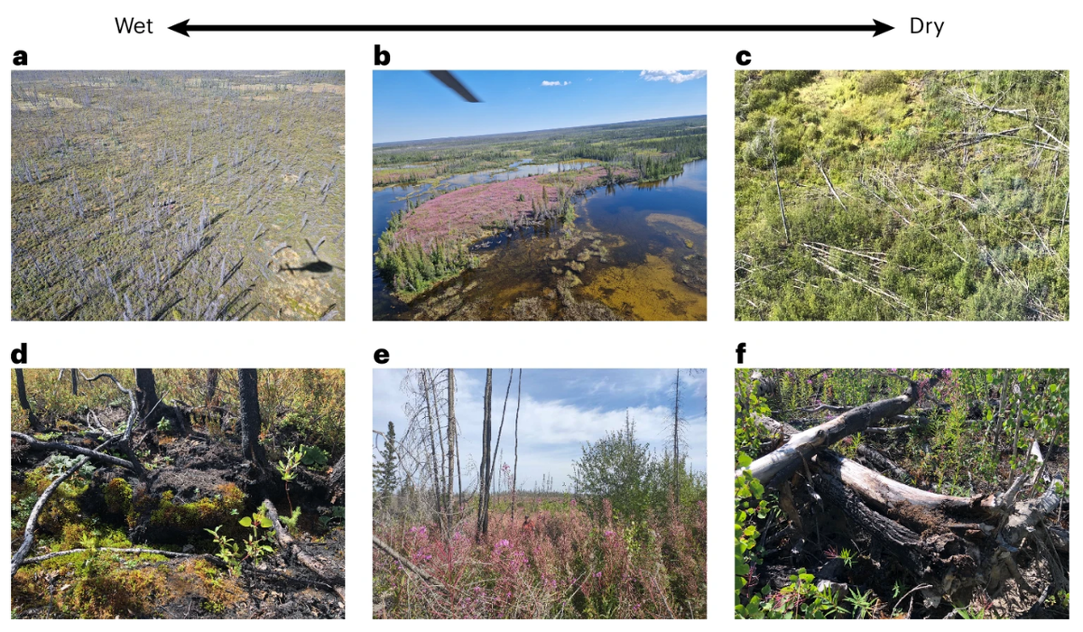 Рис. 1 – Аэрофотосъёмка и наземная съёмка ландшафтов, на которых происходили перезимовавшие пожары.
a–f, Ландшафтные (a–c) и соответствующие наземные (d–f) снимки мест, где происходили перезимовавшие пожары. Эти места варьировались от субгигроскопичных торфяников (a,d) до мезофильных (b,e) и ксерофильных (c,f) продуктивных лесов. Фото: J.L.B. (a,c,d,f), S.V. (b) and Jason Paul (e).