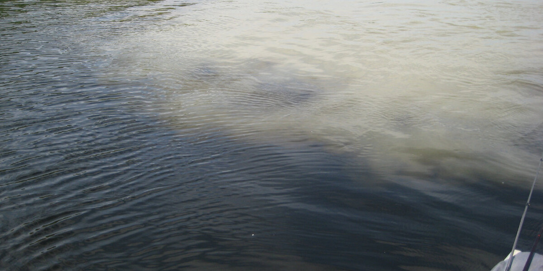 Как и когда ловить судака на донки.