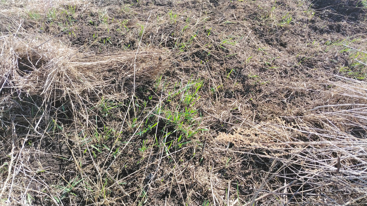 Проблески пырея