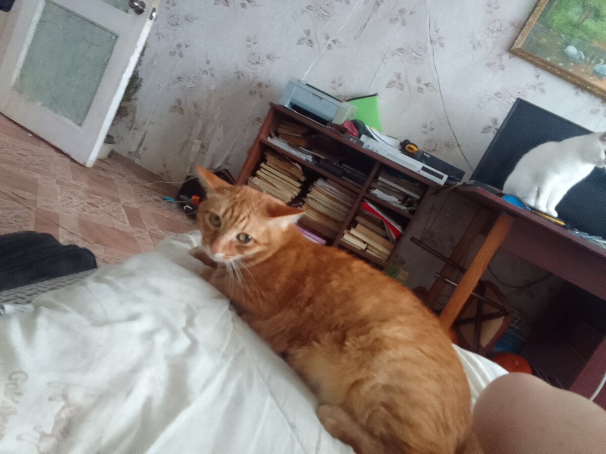 Желтый Аббат: миня абидели, недогладили и недолюбили, зато при мне гладили и любили этого наглого белого Юрку 