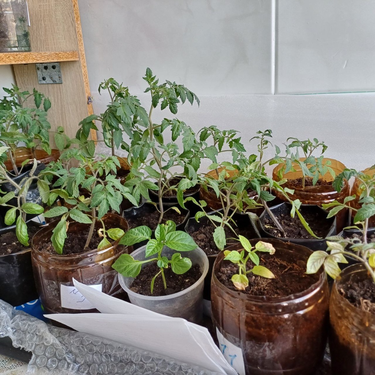 Почему помидоры в открытый грунт высаживают только после Троицы? 