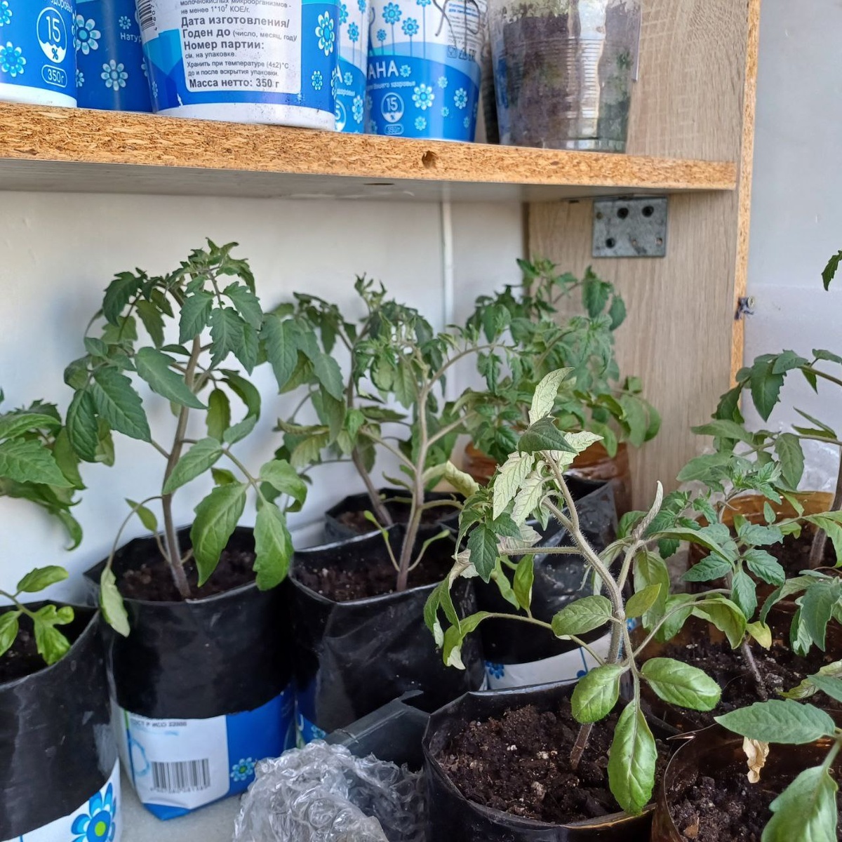 Почему помидоры в открытый грунт высаживают только после Троицы? 