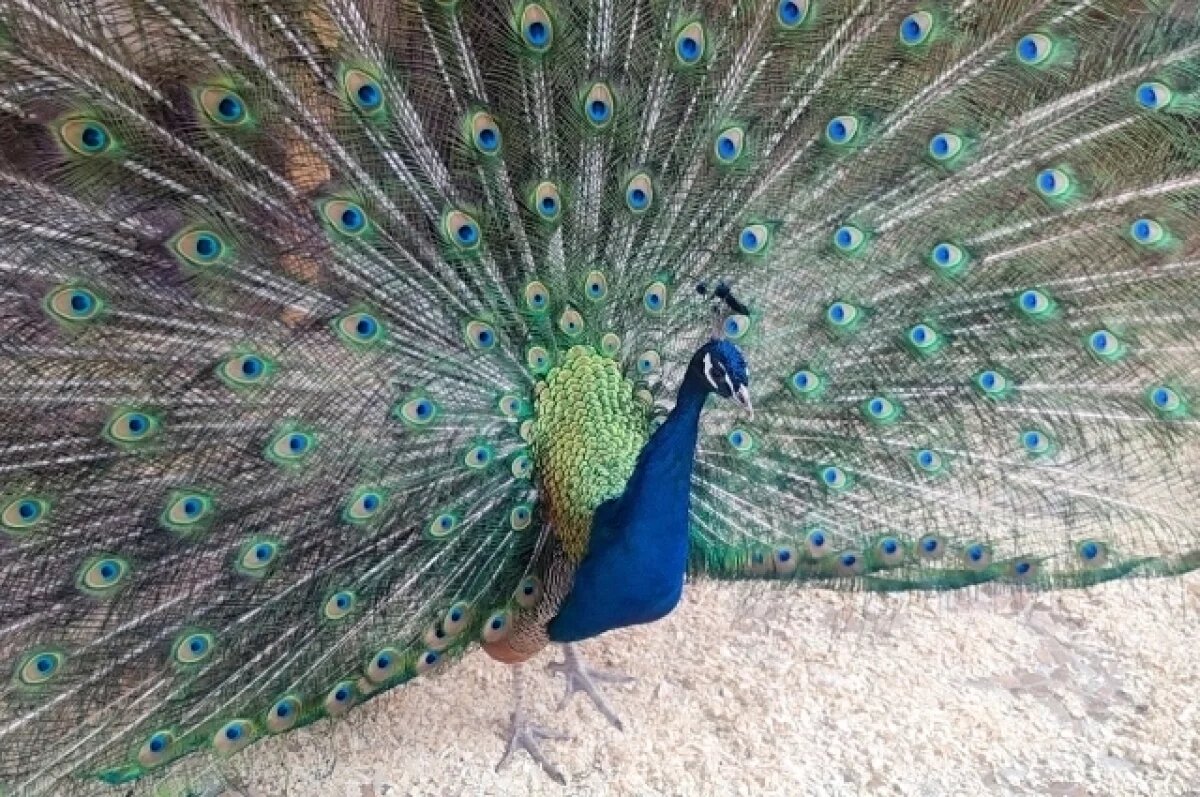    Павлин из зоопарка в Омской области старается очаровать самок своим хвостом